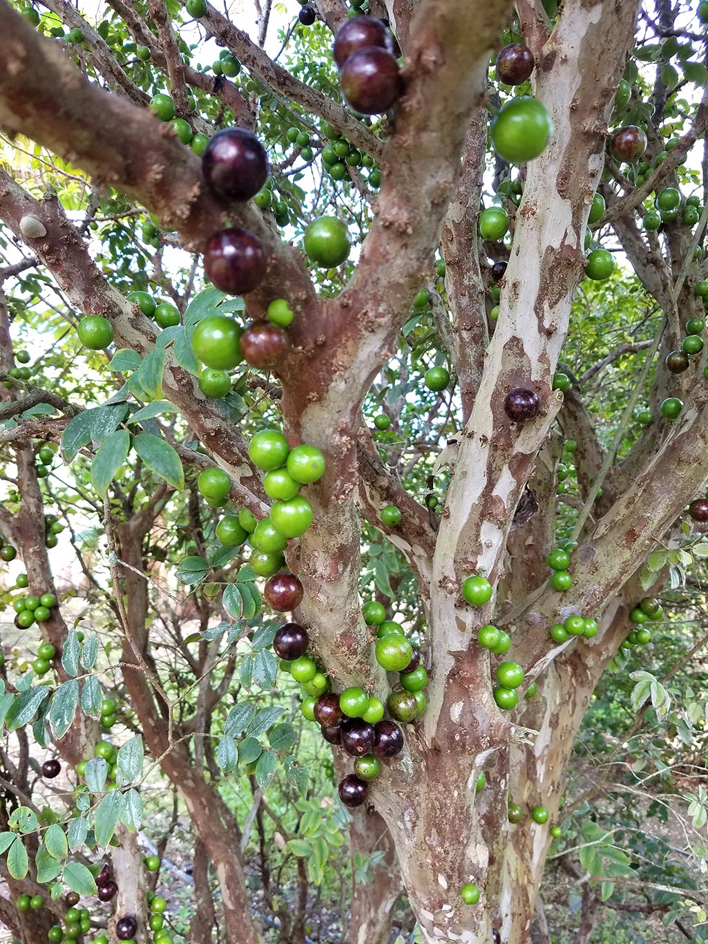 Jabuticaba no pé