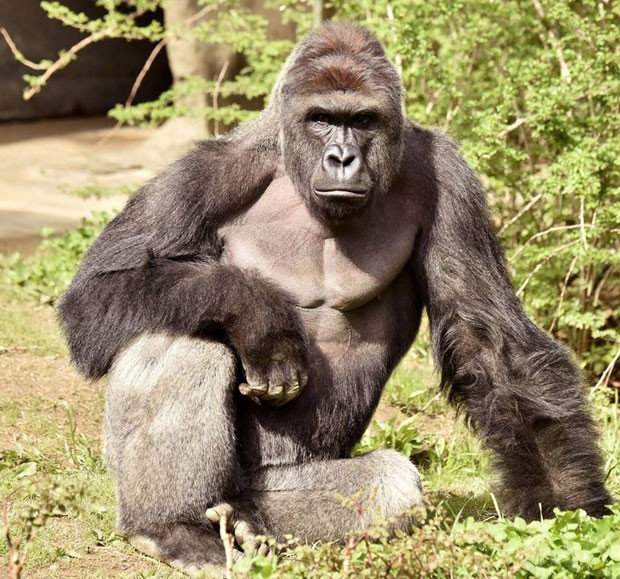 Gorila abatido no zoológico de Cincinatti