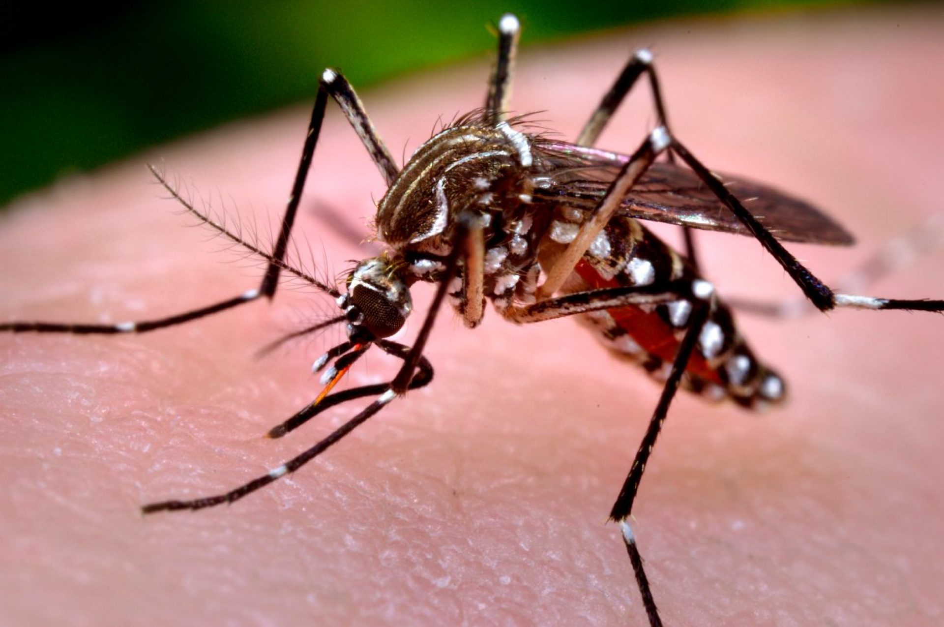 O Aedes aegypti é o transmissor do vírus Zika