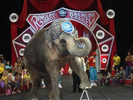 Elefante é usado em espetáculo do circo criado na Flórida Ringling Bros and Barnum & Bailey