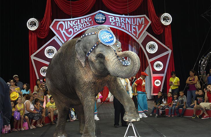 Elefante é usado em espetáculo do circo criado na Flórida Ringling Bros and Barnum & Bailey