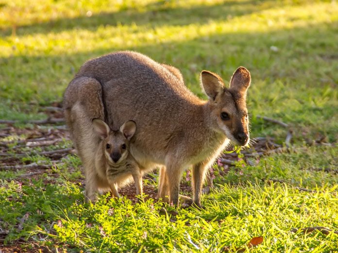 Wallabies - Pixabay Os selecionados terão direito a uma roadtrip de 10 dias pelo país, registrando todas as experiências em um blog (Foto: Pixabay)