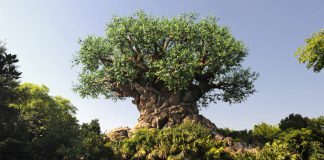 O grande ícone do Animal Kingdom, a Tree of Life (Árvore da Vida)
