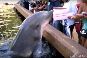 Momento em que golfinho pega tablet de visitante