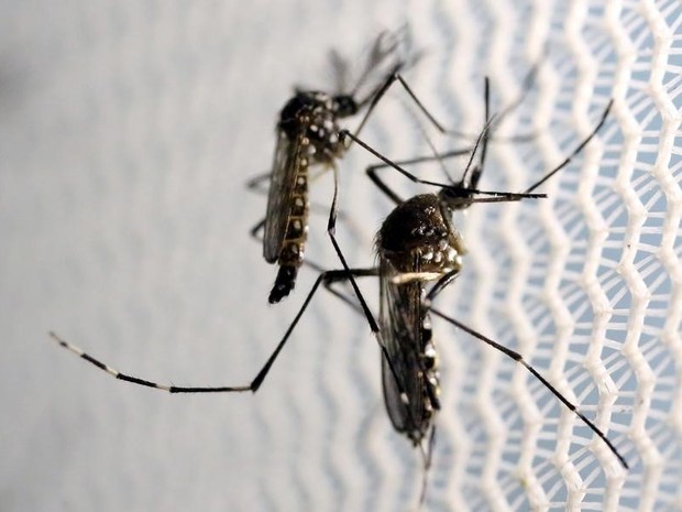 Aedes aegypt transmissor do zika virus