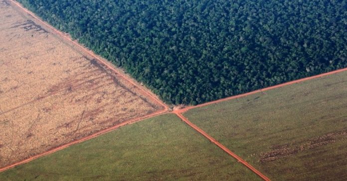 O Prodes computa como desmatamento as áreas maiores que 6,25 hectares onde ocorreu remoção completa da cobertura florestal