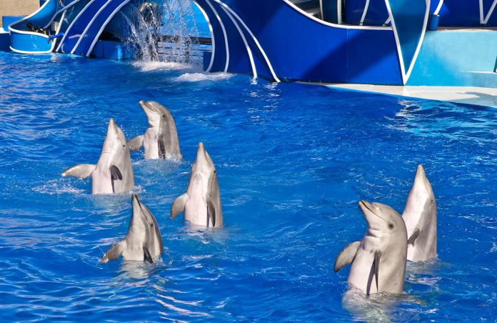 SeaWorld anuncia nova apresentação com golfinhos