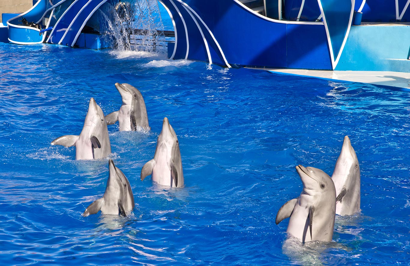 SeaWorld anuncia nova apresentação com golfinhos