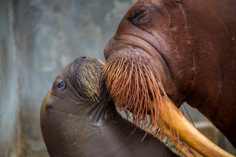 Bebê morsa nasceu no Seaworld Orlando