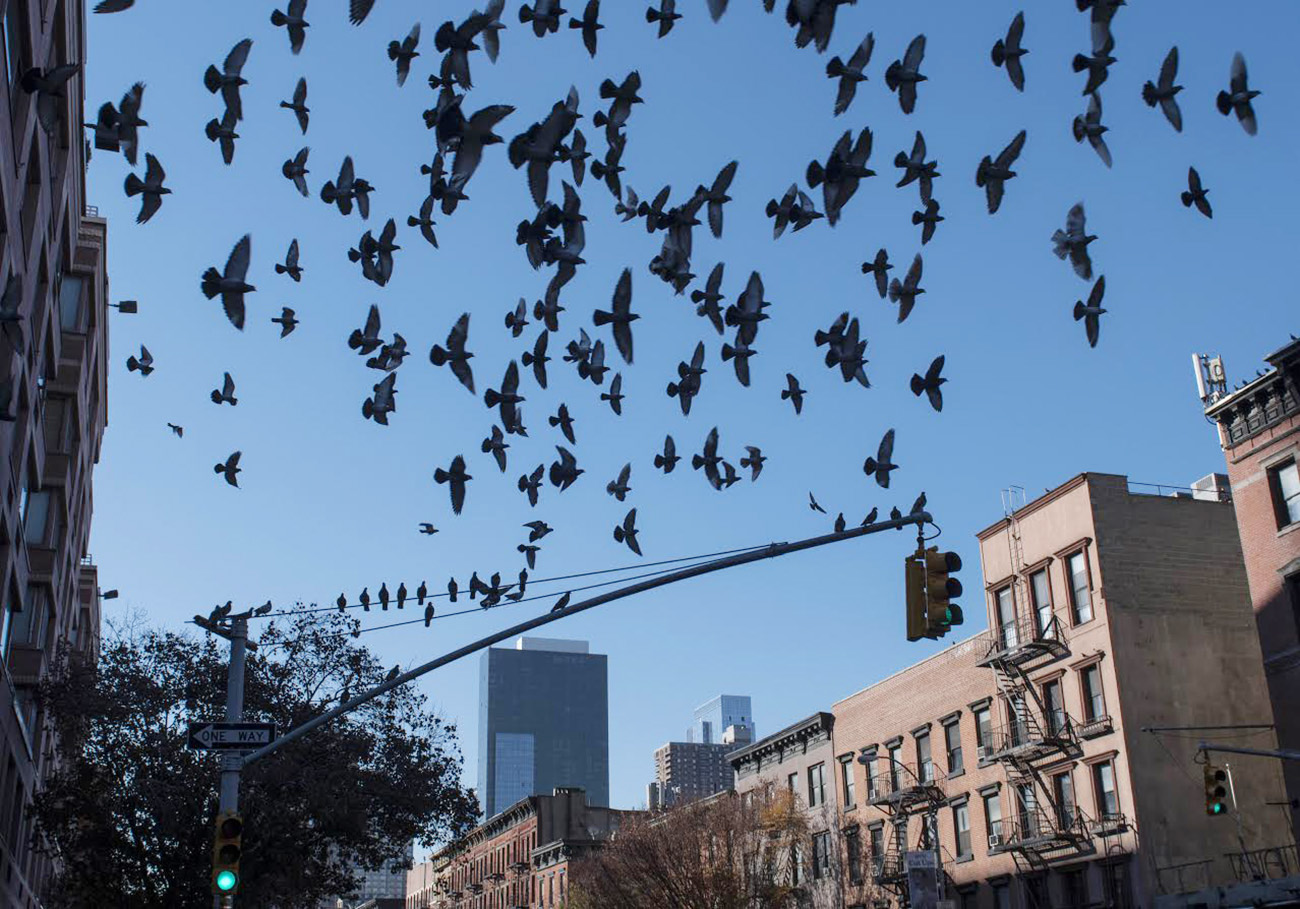 Marcelo Prates quer lançar o livro sobre as aves de NY