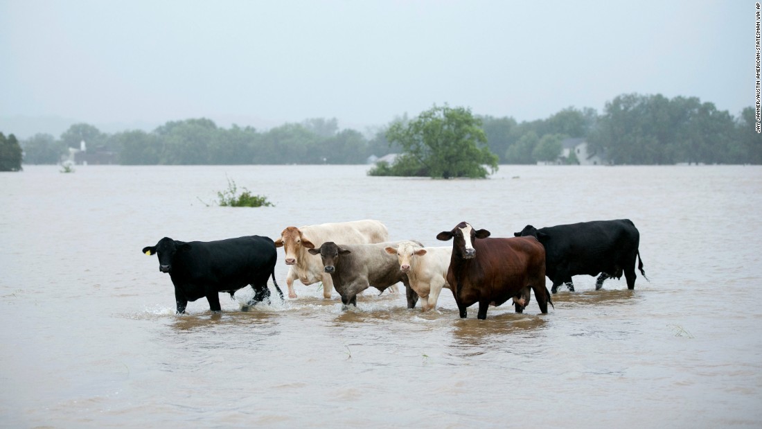 Animais também sofrem com as enchentes
