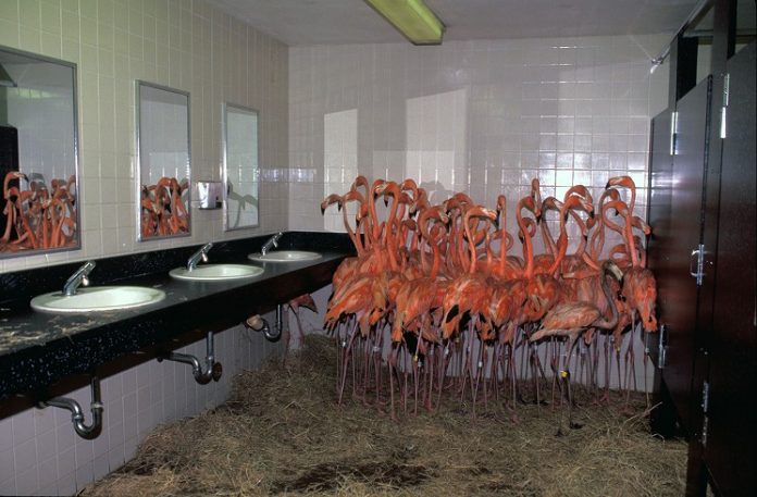 Flamingos protegidos em um banheiro do furacão Irma