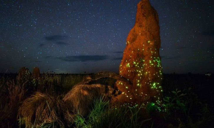 The Night Raider – foto vencedora de Marcio Cabral