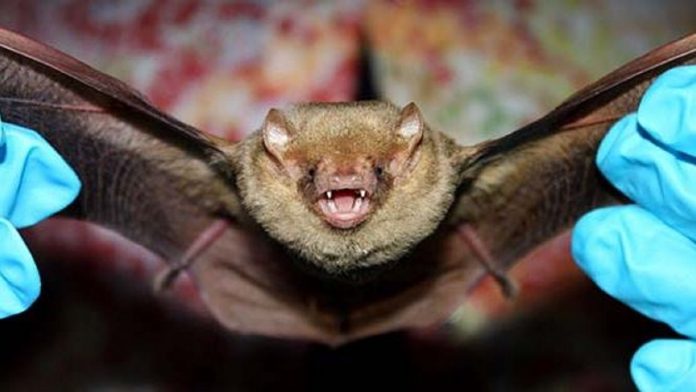 Vítima de mordida de morcego morreu com vírus da raiva