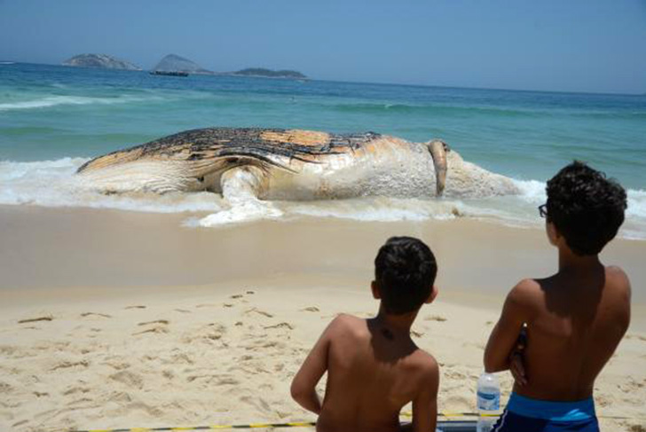 Baleia morta ficou encalhada na praia