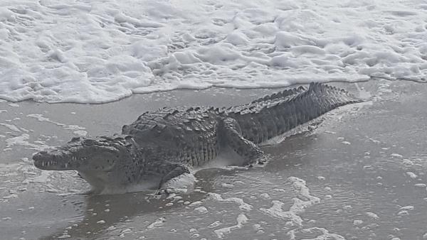 Crocodilo apareceu na praia da Hollywood FOTO: SUNSENTINEL