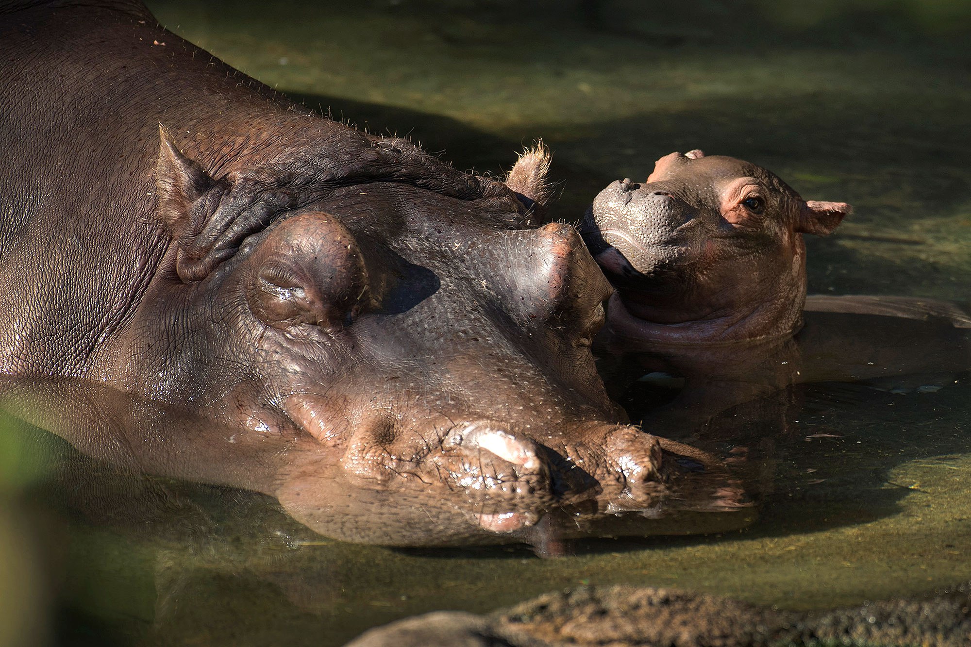 Hipopótamo bebê já pode ser visto no parque (David Roark, photographer)