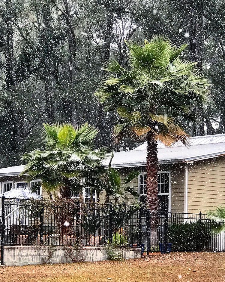 Moradores publicaram a neve na FL em redes sociais