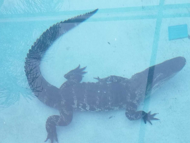 Jacaré foi encontrado no fundo da piscina