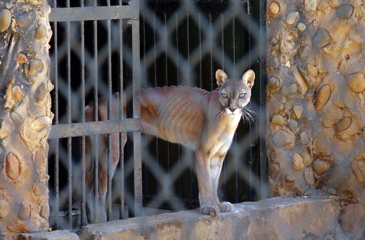 Animais sofrem por falta de alimentos na Venezuela (Foto: Miguel Romero/Panorama-AFP )