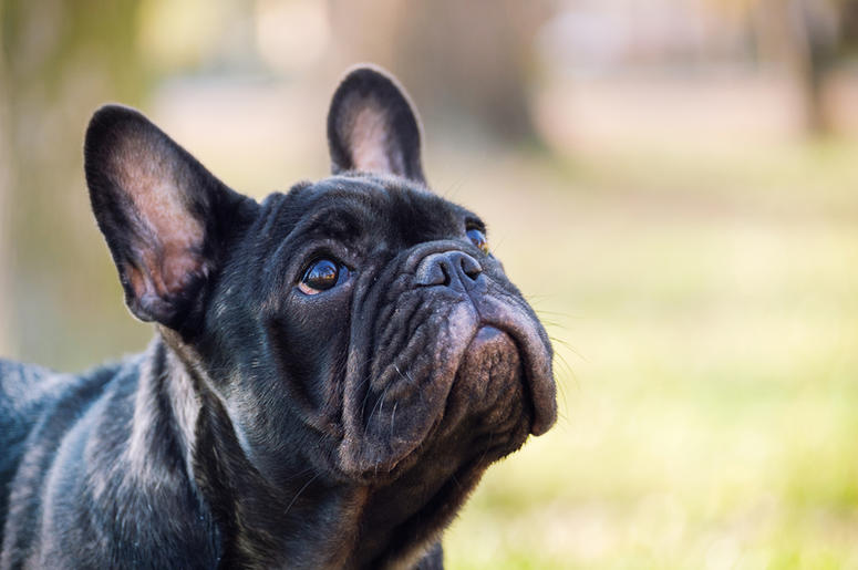 Buldogue francês chamado Kokito