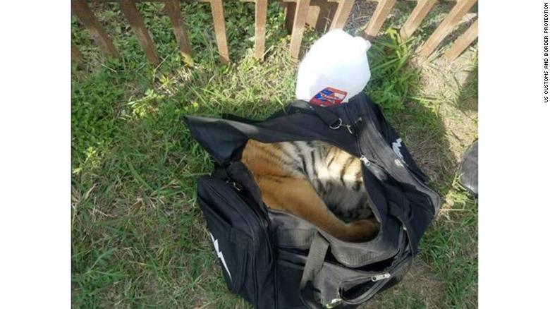 Animal estava dentro de mochila abandonada na fronteira