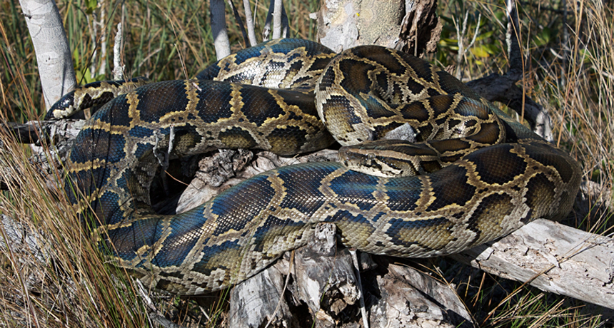 Estudo da FWCC analisa a quantidade de mércurio encontrada na carne dessas cobras (foto: Todd Pierson/flickr)