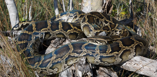 Estudo da FWCC analisa a quantidade de mércurio encontrada na carne dessas cobras (foto: Todd Pierson/flickr)