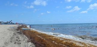 Algas invadiram a praia de Delray Beach FOTO Sunsentinel