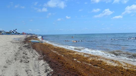 Algas invadiram a praia de Delray Beach FOTO Sunsentinel