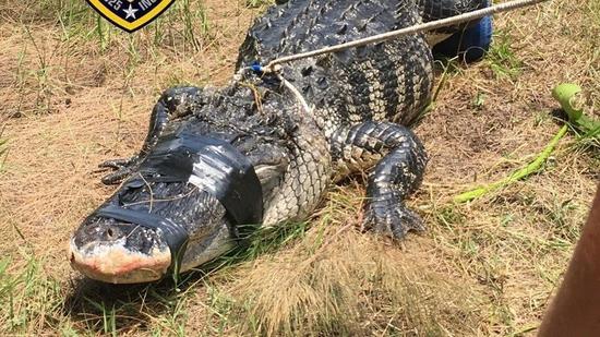 Jacaré matou uma mulher em Davie