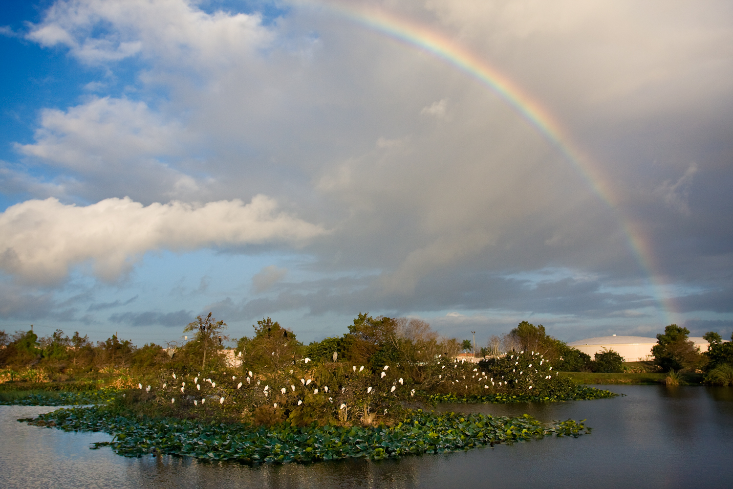 Wakodahatchee Wetlands Rainbow (Foto: Matthew Paulson)