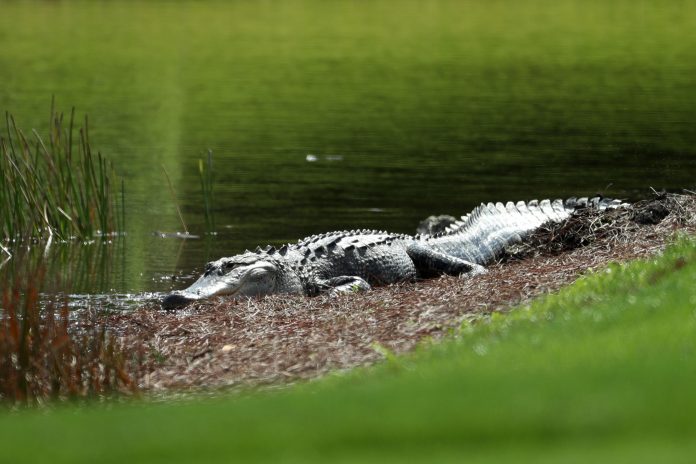 Imagem meramente ilustrativa alligator-florida - ReutersJason Getz