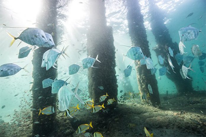 Câmera subaquática fica embaixo do píer em Deerfield Beach e proporciona imagens incríveis