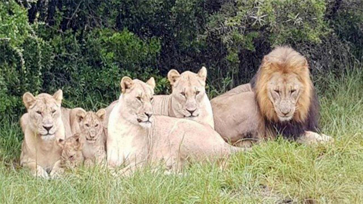 Leões devoraram caçadores