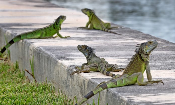 Invasão de iguanas no Sul da Flórida preocupa moradores (PHOTO SunSentinel)