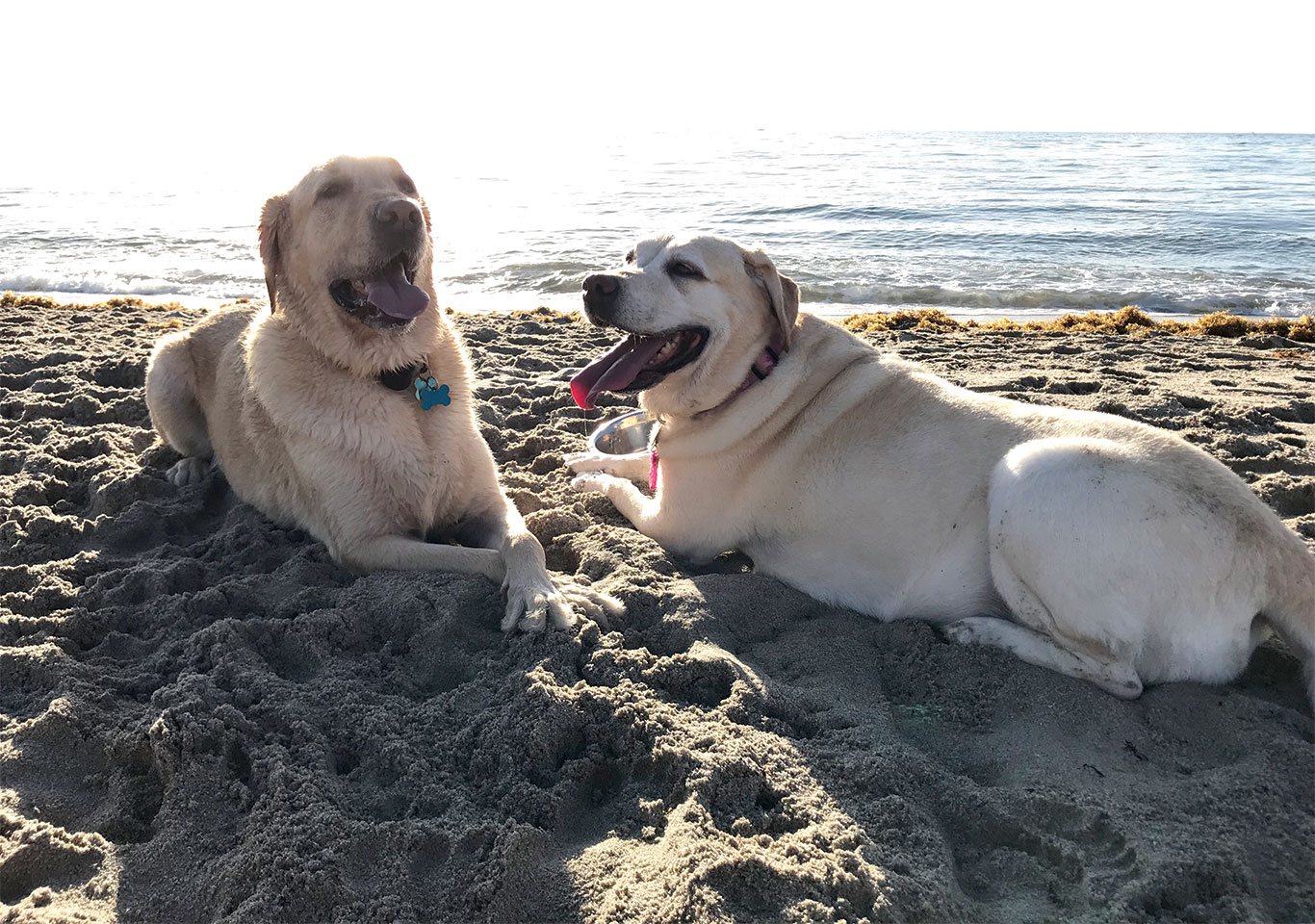 Thor e Madonna na praia da Spanish River Park