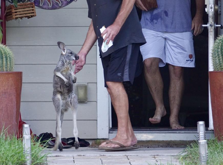 Eric Westergard cria o animal de forma legalizada em Jupiter (FL)