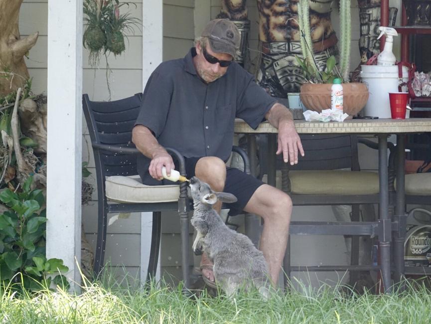 Eric Westergard cria o animal de forma legalizada em Jupiter (FL)