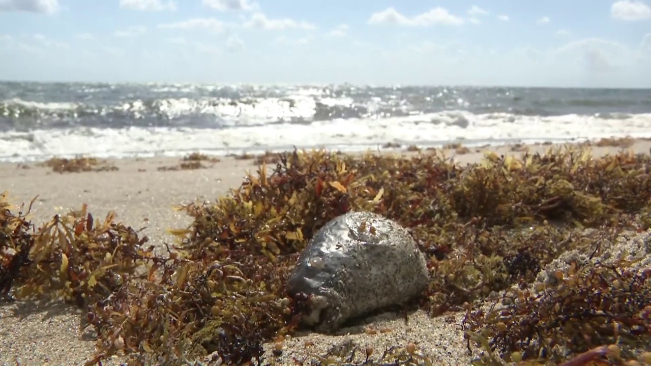 Testes para red tide deram positivo em Haulover Inlet