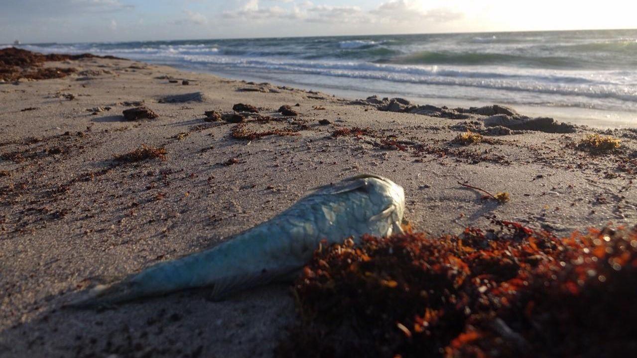 Peixe morto encontrado na orla em Palm Beach FOTO SUNSENTINEL