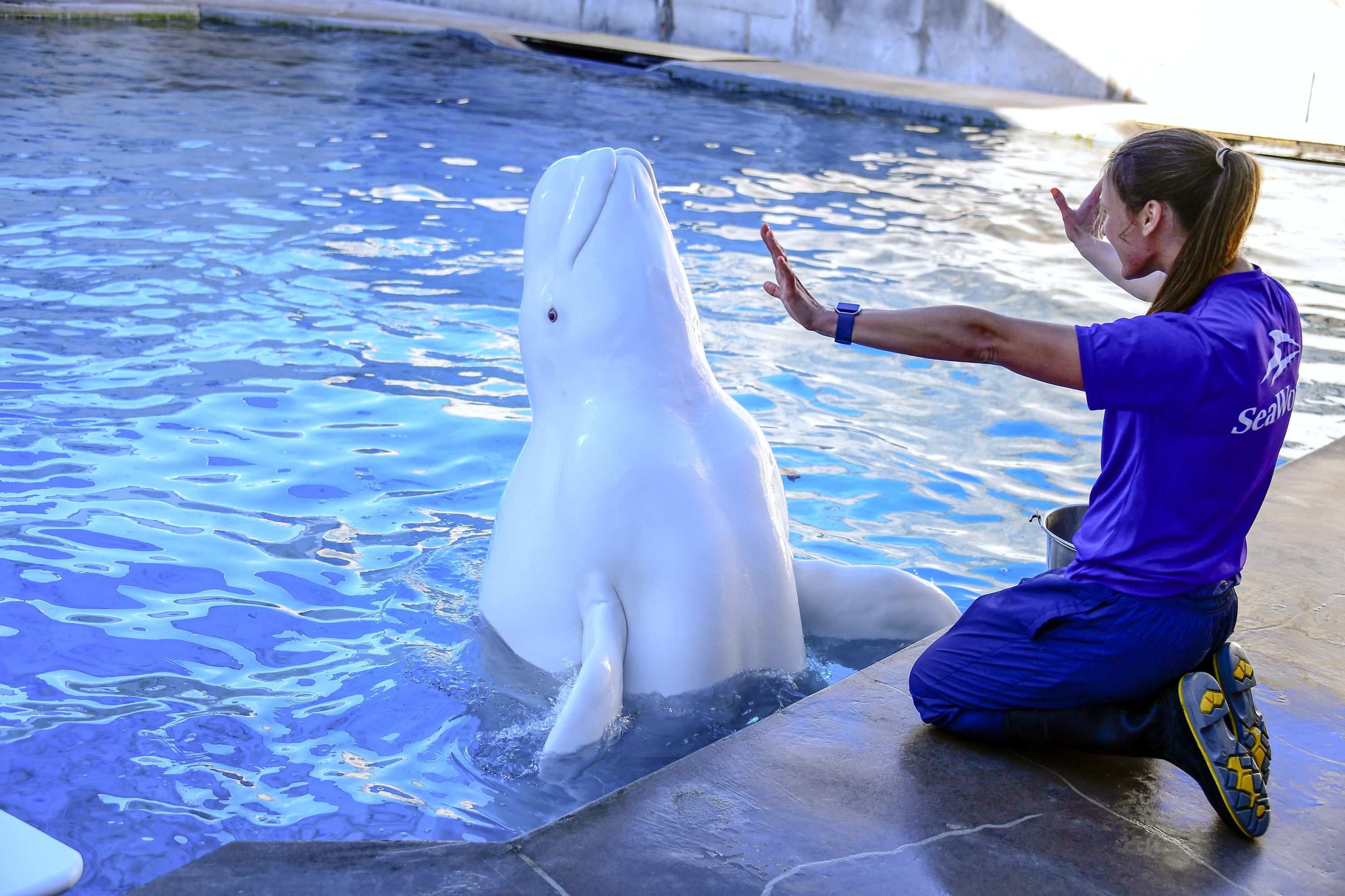 SeaWorld terá visitas guiadas nos bastidores do parque (Foto: Lori Cherry)