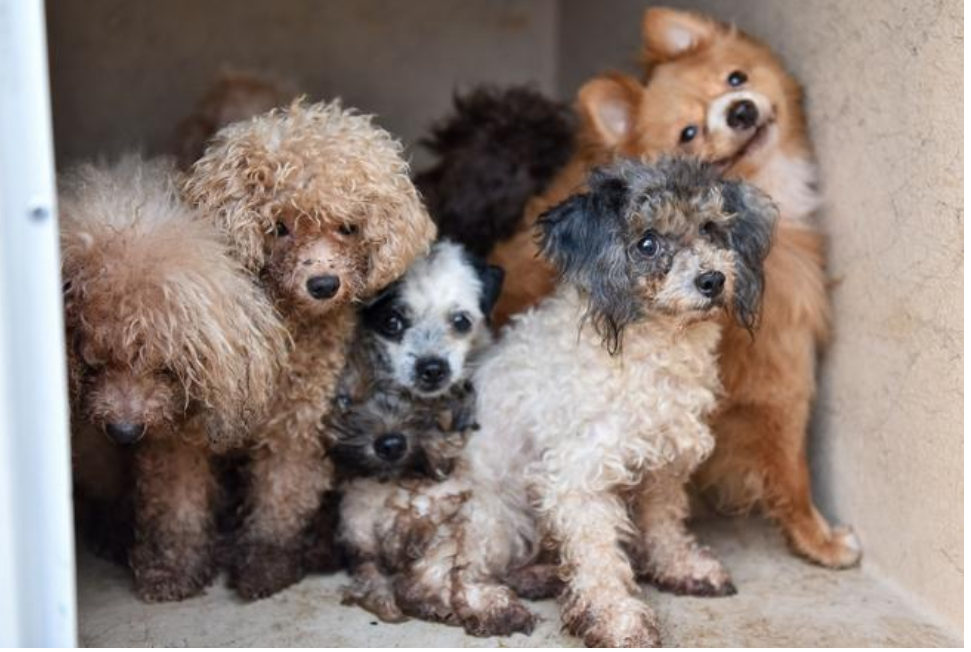 Mais de 50 cães estavam na casa em Palm Beach Gardens (FL)