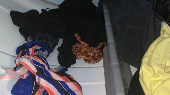 Moradora da FL levou um grande susto ao encontrar uma cobra na secadora