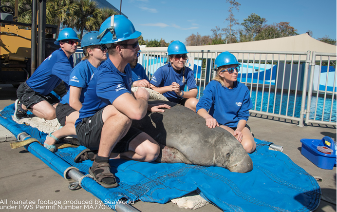 Peixe-boi é resgatado pela equipe do SeaWorld em Orlando