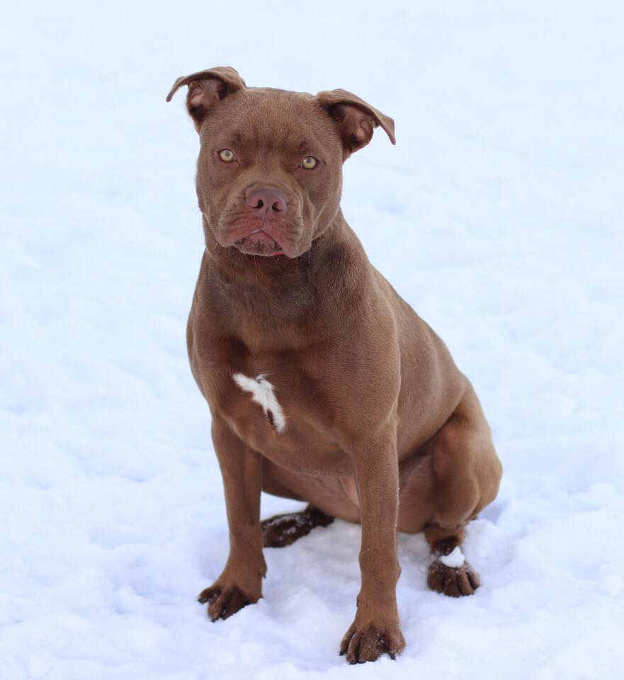 Blue foi encontrada no Michigan e donos não a querem de volta