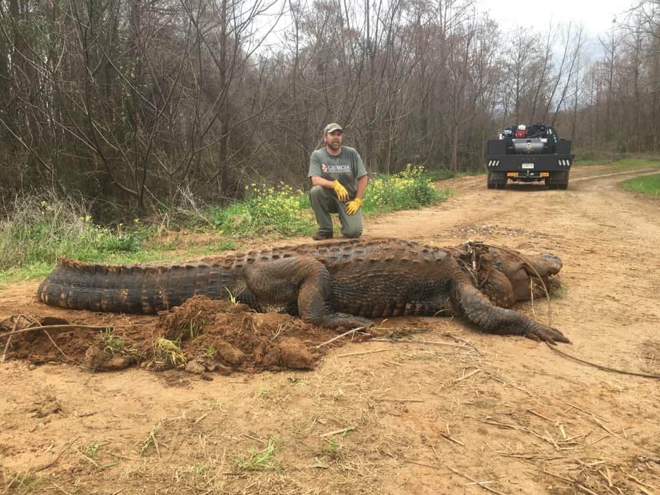 Jacaré gigante encontrado na Geórgia