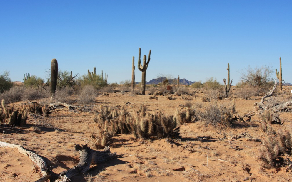 Refúgio natural de Cabeza Prieta, no Arizona — Foto Andrew Loescher USFWS