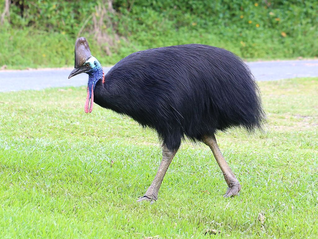 Casuar é uma das aves mais perigosas do mundo FOTO Wikipedia