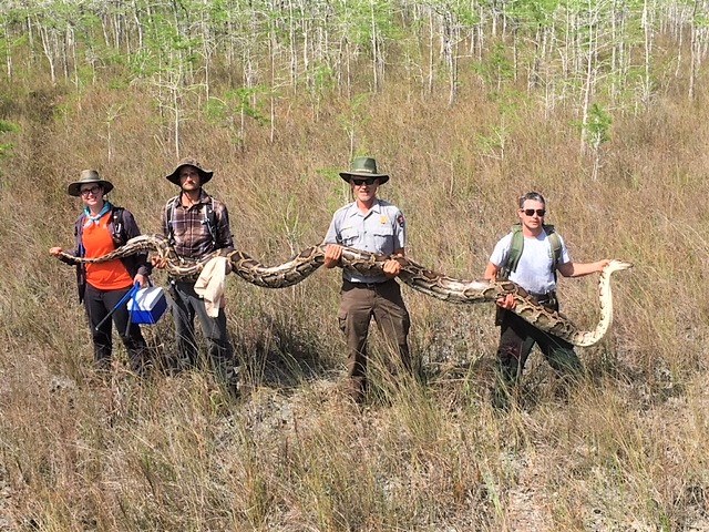 Cobra capturada em Everglades